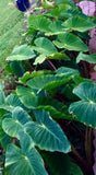 2027 Kuana Hawaii Keawe Workshop Weekend COMPLETE SUMMER PACKAGE